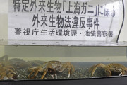 【画像】池袋警察署「上海ガニ押収したから見て」