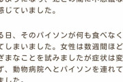 【悲報】ヘビを飼う女性「最近エサを全く食べなくなったんです。何かの病気ですか？」　獣医「・・・」