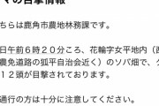 【悲報】熊、一度に12匹現れる