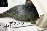 小片リサさんのルーティーン→大阪・海遊館さんの赤ちゃんアザラシ アラレ仔ちゃんの成長を見守ることが日課です。