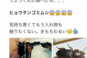 【画像】女さん「玄関にいた虫をクワガタだと思って捕まえたら正体が…」