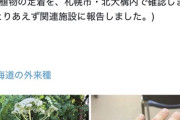 【画像】北海道で超危険な外来植物が見つかるwwwwwwwwww