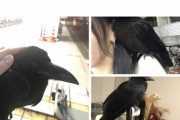 【画像】まんさん「カラスが懐いたから家まで連れてきちゃった?」