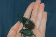 【!?】草食系声優・ 秋野かえでさん、アレを食してしまう・・・。「This is a beetle」