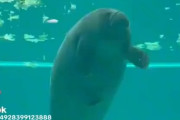 【動画】自分のうんちを食べたアザラシさん、秒で逝くｗｗｗｗｗｗｗｗｗｗｗｗ