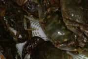 ワイ堤防釣りで蟹をお持ち帰り、無事味噌汁へ