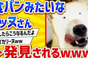 【2ch動物スレ】食パンみたいなイッヌさん、発見されるwww
