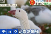 ガチョウが異常繁殖　道路を集団で闊歩　住民は・・・(20/07/20)
