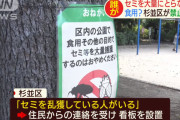 【衝撃】東京杉並区「食用目的でセミを大量捕獲するのはやめてください！」
