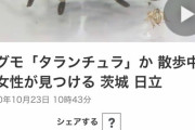 【衝撃】まんさん『ちょっとまって…道端をタランチュラが歩いてるんですけどぉぉぉぉぉぉ！！』