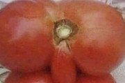 【画像】めちゃくちゃエッチなトマト、見つかるｗｗｗｗｗｗｗｗｗｗｗ