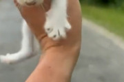 外国人「ファ！ 子猫おるやんけ拾ったろw」→数秒後とんでもない事に...