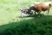 【動画】バッファローさん、性欲が暴走してバイクをレイプしてしまう……