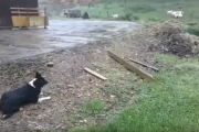 超絶有能な牧羊犬の仕事っぷりをご覧ください