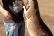 【gif】人間vsカンガルーｗｗｗｗｗｗｗｗｗｗｗ