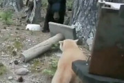 【動画】猫さまの縄張りに侵入した熊さん、ビビり散らかしてしまうｗ
