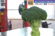 ボディビルダーってササミとブロッコリーしか食わないんだろｗｗｗ