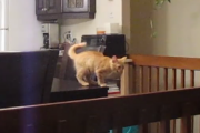 この猫、驚異の跳躍力