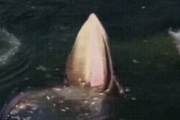 【GIF】クジラの飯の食い方がガチで怖い件について