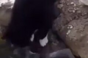 【動画】猫さん、タコに喧嘩を売るw w w w w w w w w w w w w w w w w w