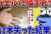 【2ch面白いスレ】ワイ、カエルに噛まれて指1本失ったwww【ゆっくり解説】