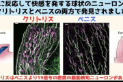 【朗報】クリトリスさん、ペニスの15倍エロい