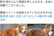 【画像】 自然の厳しさを叩き込まれた脱走犬wwwwww