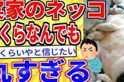 【2ch面白いスレ】実家のネッコ、いくらなんでも丸すぎる【ゆっくり解説】