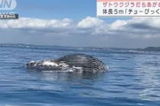 横須賀の海岸に漂着した死骸は「ザトウクジラ」(2021年10月16日)