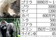 【悲報】ゴリラ、高過ぎるｗｗｗｗｗ