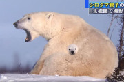 【画像】明らかに合成の子シロクマ見つかるｗｗｗｗｗｗｗｗｗｗｗｗｗｗｗｗｗｗｗｗｗｗ
