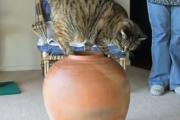 猫「正しい壺への入り方をお見せしよう」