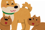 【苦悩】ぼく「柴犬の子犬を飼い始めたんだけどさ・・・・・・」