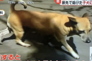 【悲報】その辺で歩いてる犬が概ね安全な国、少なすぎる