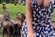 【動画】アルプスの少女、エッチだった
