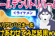 【2ch面白いスレ】ゴールデンリトリバーとシベリアンハスキーをかけあわせてみた結果がイケメンすぎるww【ゆっくり解説】