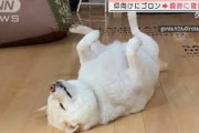 仰向けにゴロン　瞬時に寝落ちするワンコ(2021年9月27日)