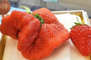 【画像】岐阜で一粒10万円超のクソデカイチゴが採れる。お前らの想像の10倍はグロいｗ