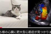【悲報】『もちまる日記』のもちまる、腎臓病悪化に加えて、肥大型心筋症も見つかる 涙涙