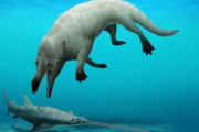【悲報】ガチキモすぎるクジラ、発見される