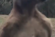 【動画】カンガルー、意外とマッチョだったｗｗｗ