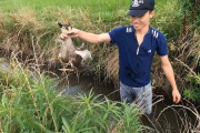 【悲報】ベトナム人さん、畑で放し飼いにされてる鴨を捕まえて食べてしまう