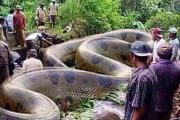 【動画】アマゾンで全長30メートルの超巨大アナコンダが捕獲される