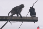 【GIF】お猿さん、鳥の真似をして電柱に登り無事死亡