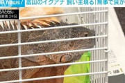 【動画】富山のイグアナ　飼い主現る「無事でよかった」(2021年5月24日)