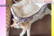 「ねこバス？」ベッドを掛け布団に・・・お転婆なネコ(2021年10月11日)