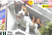 【動画】ビルの上に巨大三毛猫が　なぜ? 街行く人ビックリ