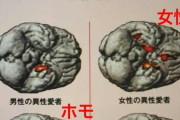ホモ男性の脳は女性に近いと判明（画像あり）