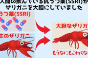 【悲報】人間が飲んだ抗鬱剤が糞尿に紛れて川へ → ザリガニが飲む → 恐れ知らずのザリガニ、爆誕ｗｗｗｗｗｗ