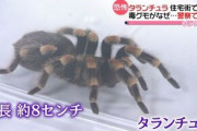 【速報】タランチュラ（塩味）が自動販売機で販売される